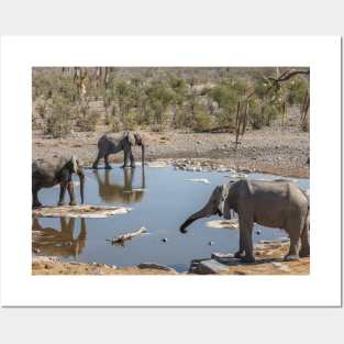 Namibia. Etosha National Park. Elephants at Waterhole. Posters and Art